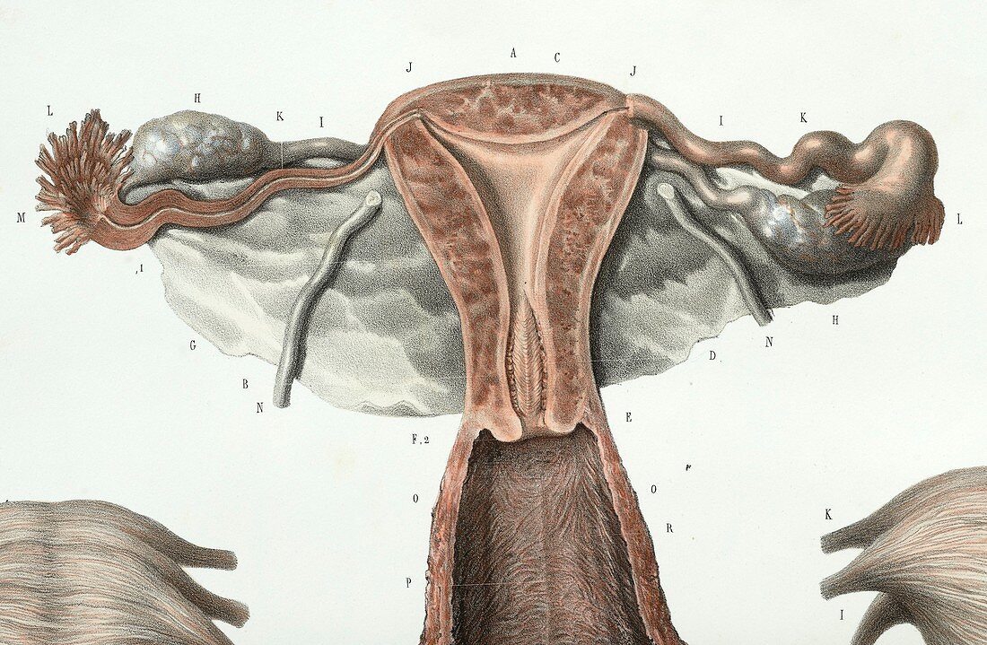 Female reproductive system,1839 artwork