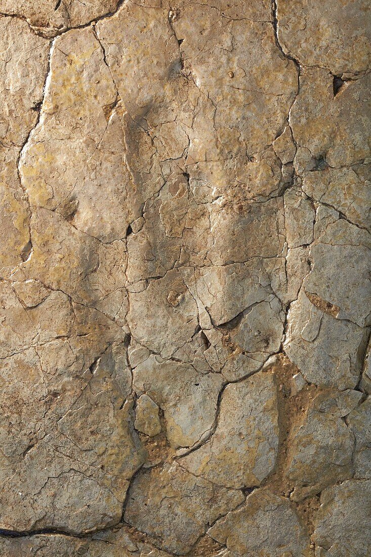Dinosaur fossil footprint