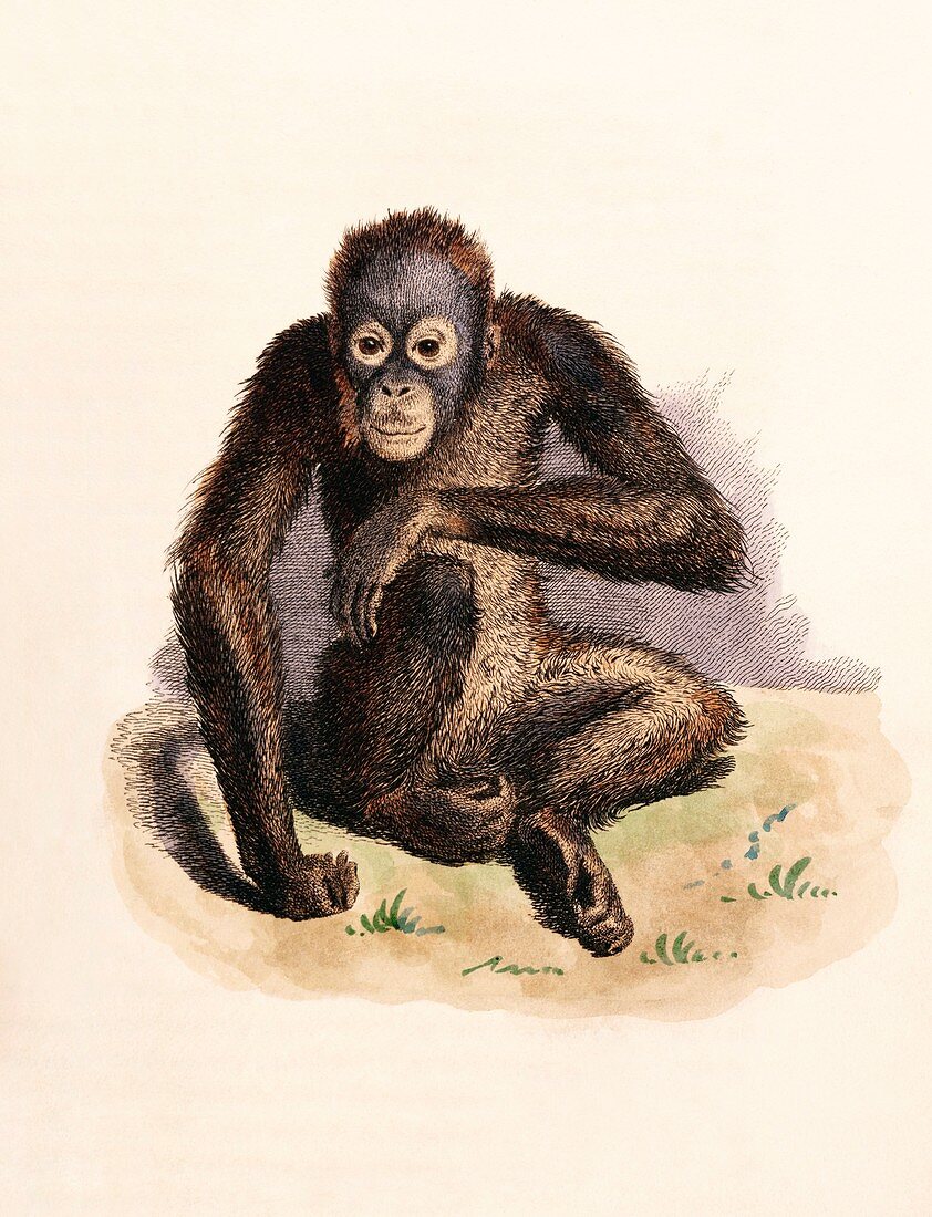 Orangutan,19th century artwork