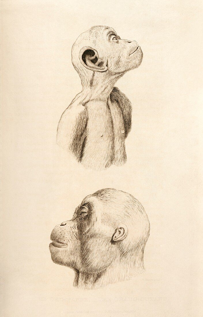 Chimpanzee and Orangutan,artwork