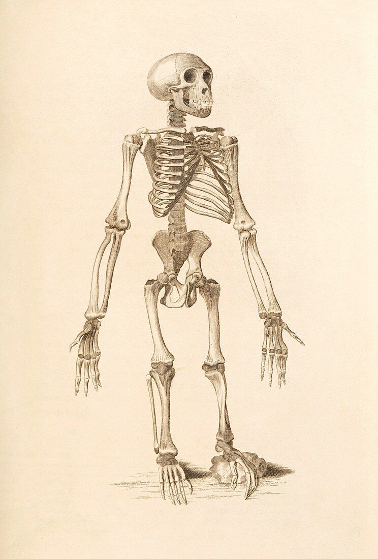 Chimpanzee skeleton,19th century artwork