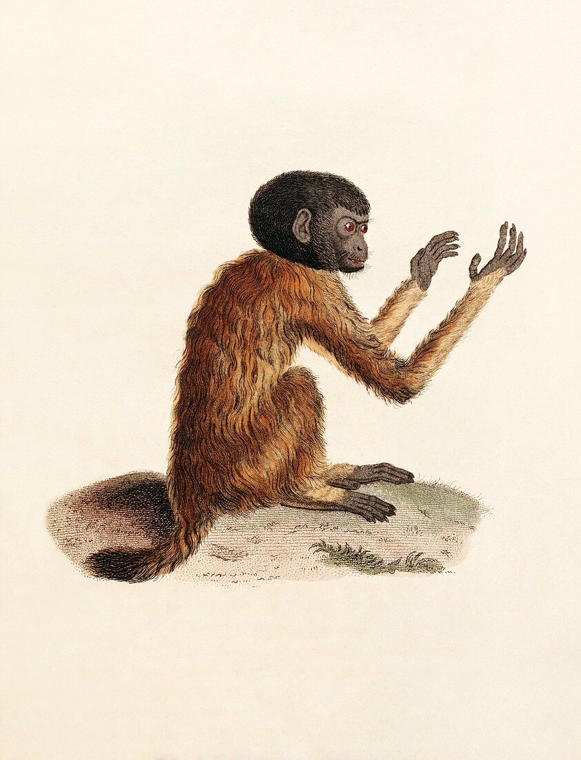 Uakari,19th century artwork