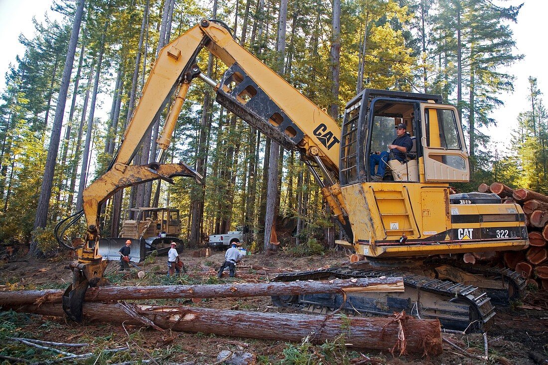 Logging redwood trees,California,USA