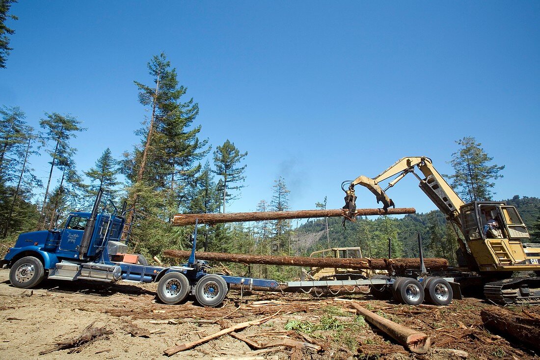 Logging redwood trees,California,USA