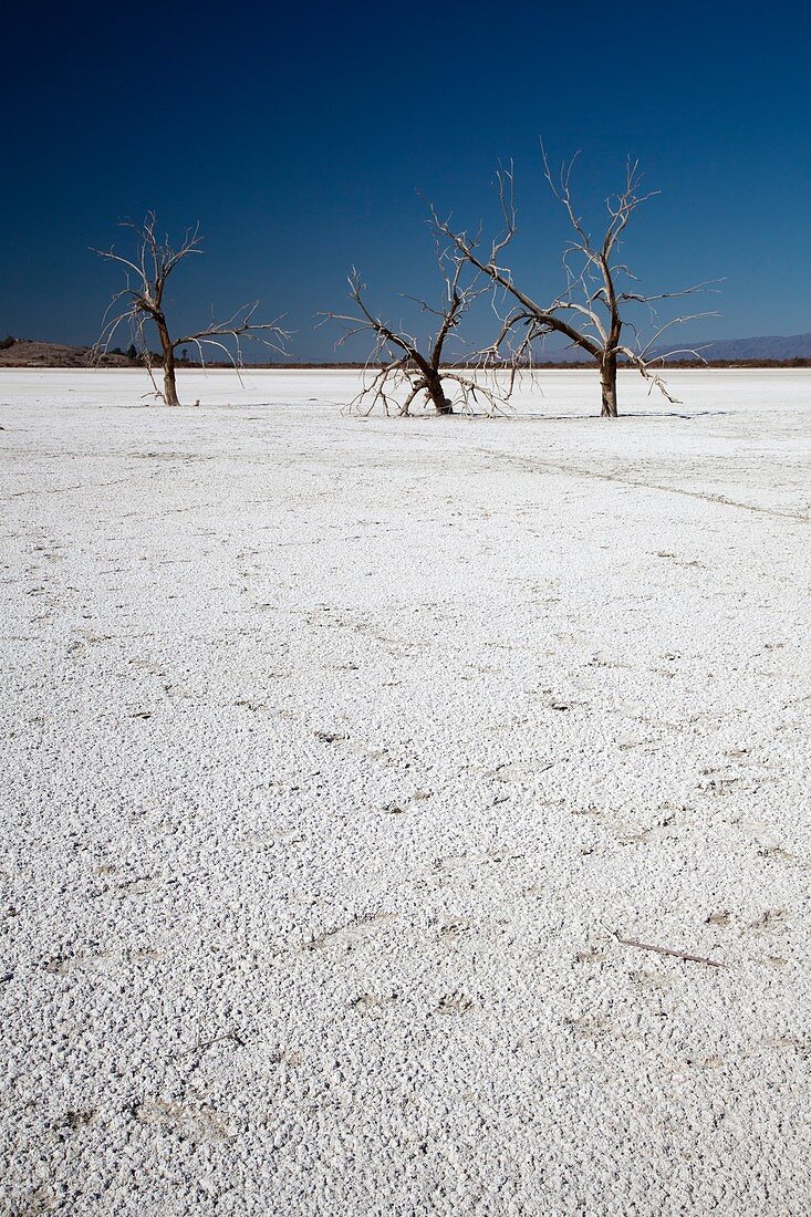 Dead trees on salt flat,Salton Sea