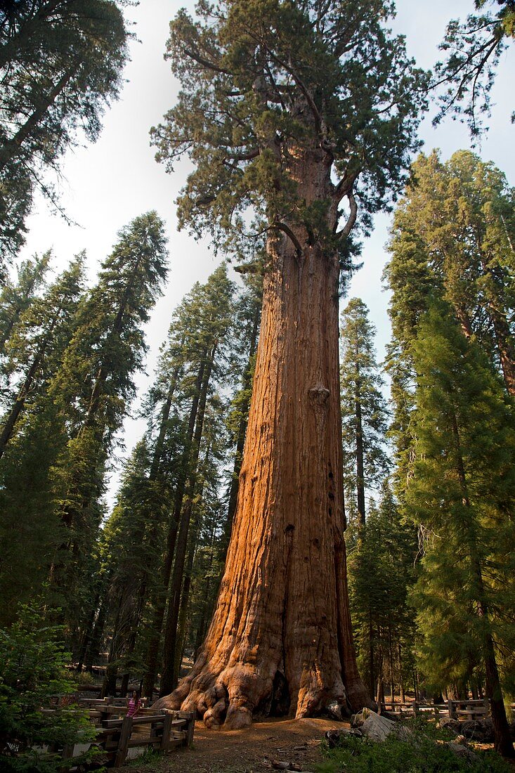 General Sherman,Giant Sequoia tree
