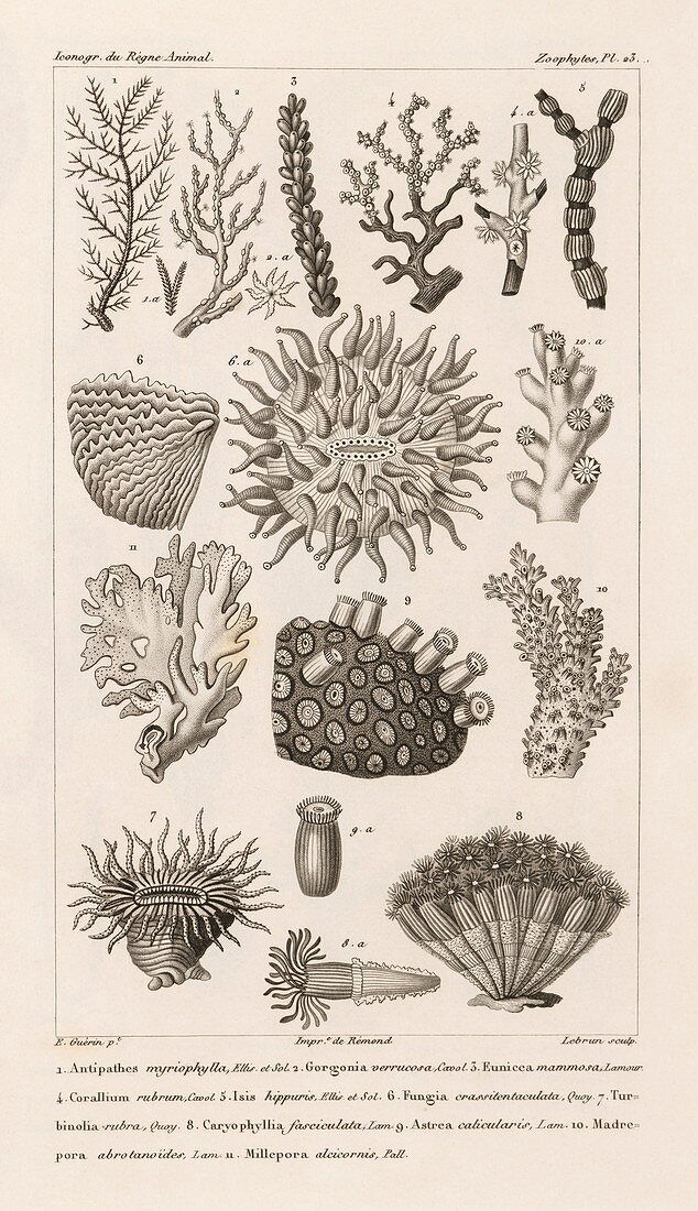 Corals,19th century artwork