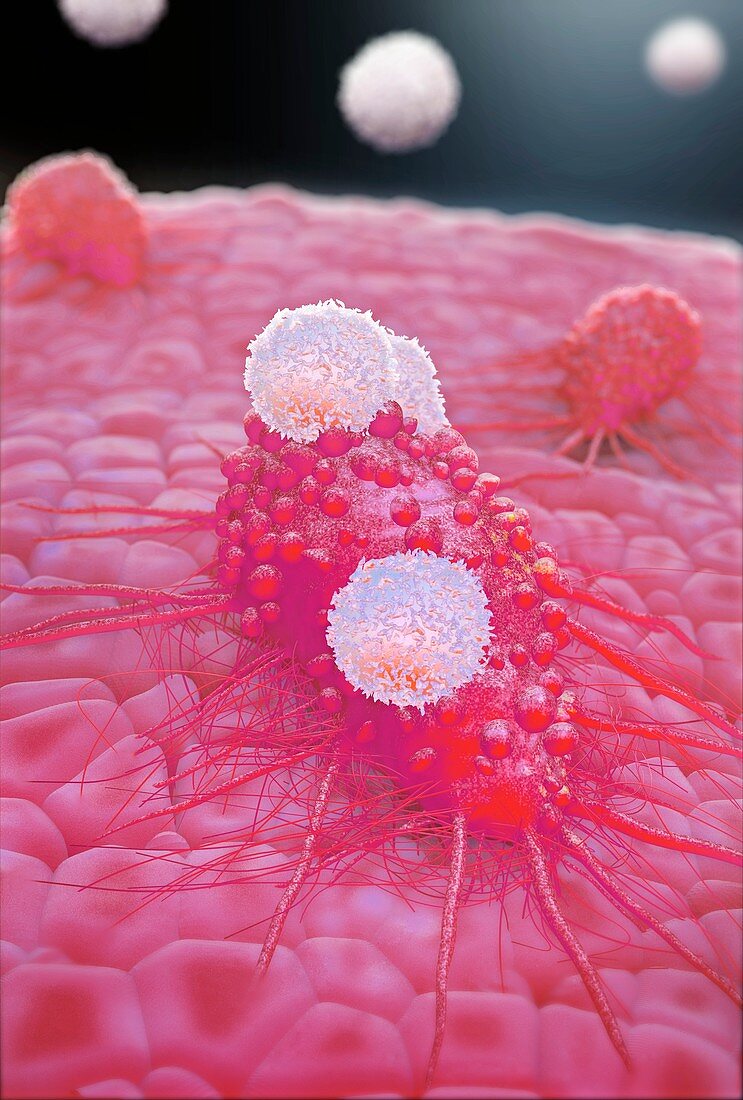 T-cells attacking cancer cell,artwork