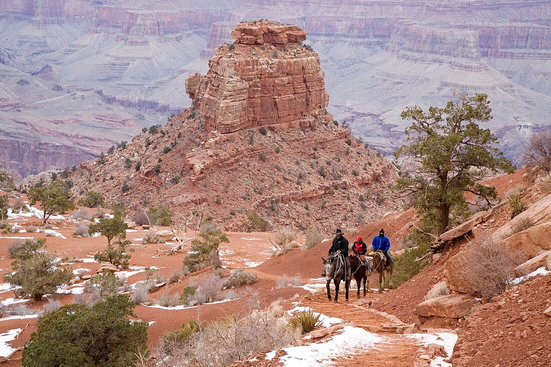 Winter mule train in the Grand Canyon