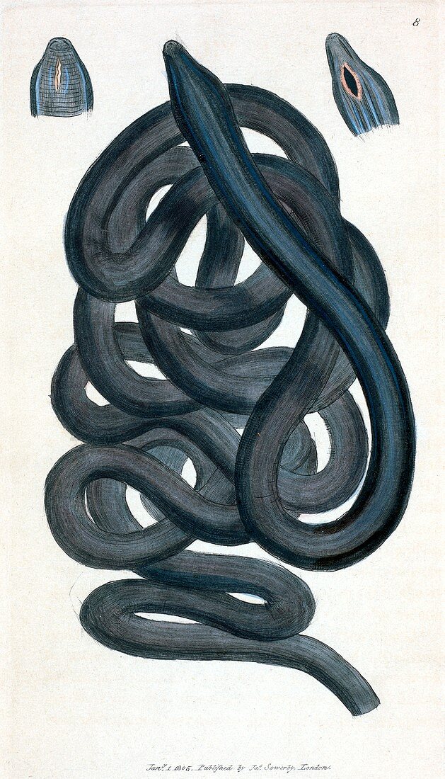 Bootlace worm,19th Century artwork