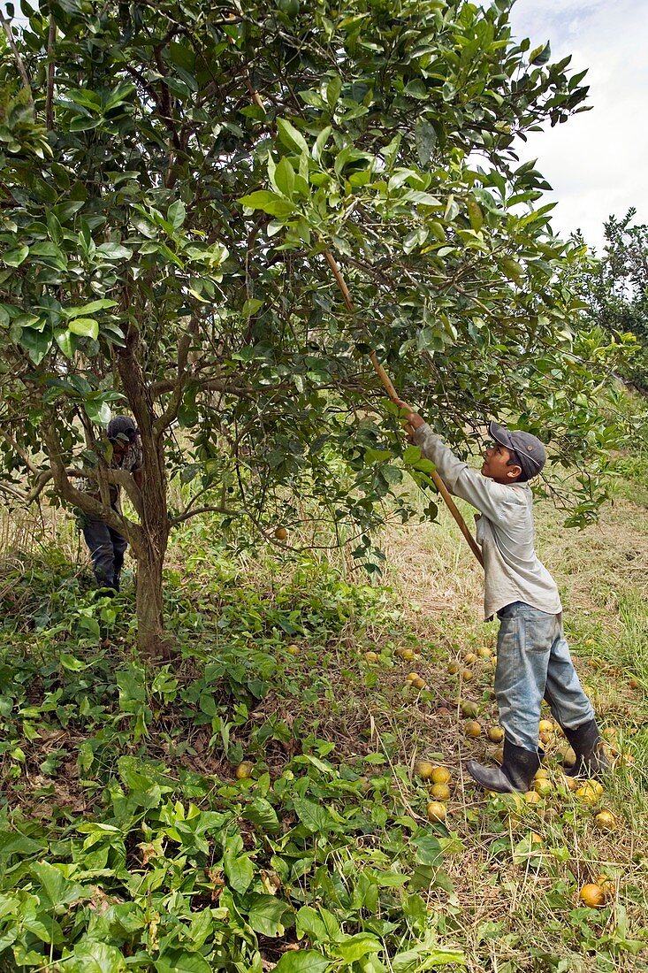 Harvesting oranges,Belize