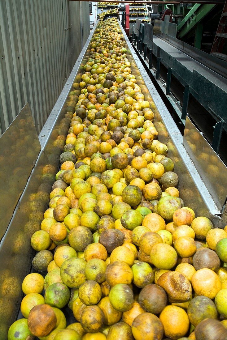 Orange processing factory,Belize