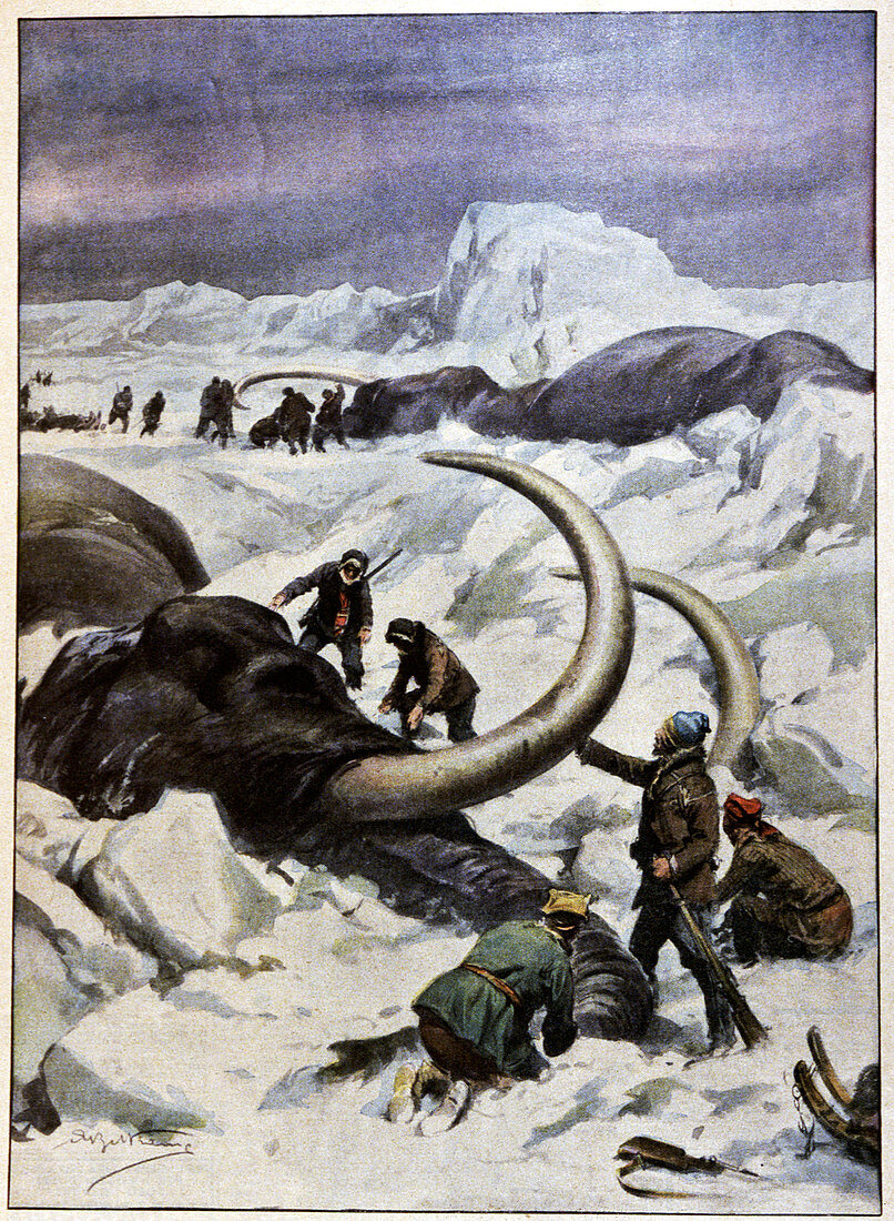 Discovery of frozen mammoths