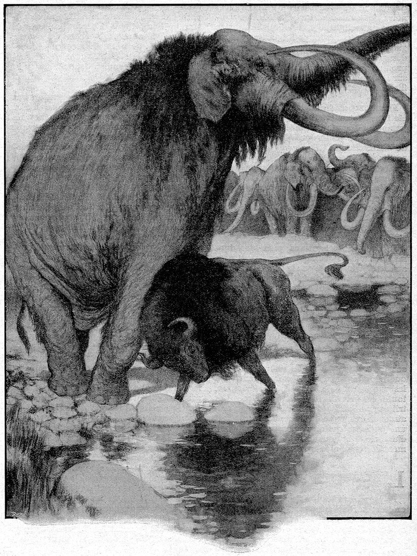 Buffalo fighting a mammoth,illustration