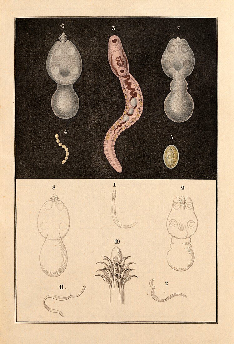 Fish parasite,19th century artwork