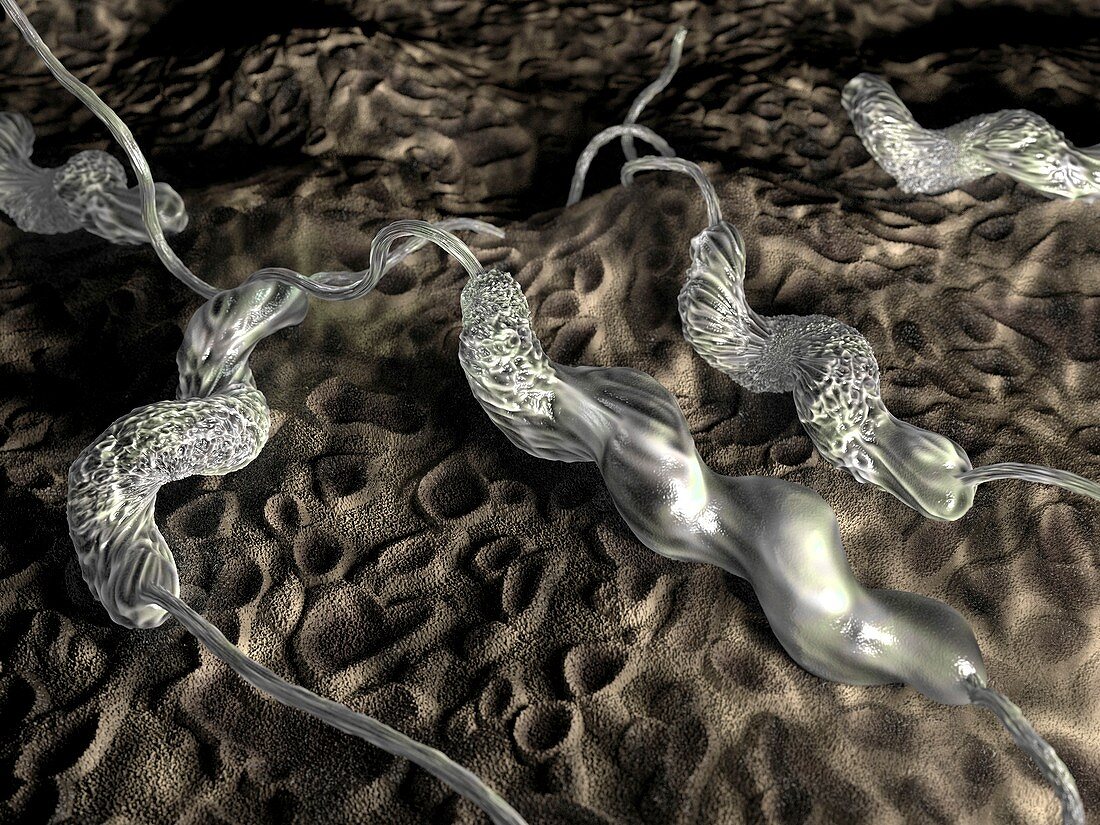 Campylobacter jejuni bacteria,artwork