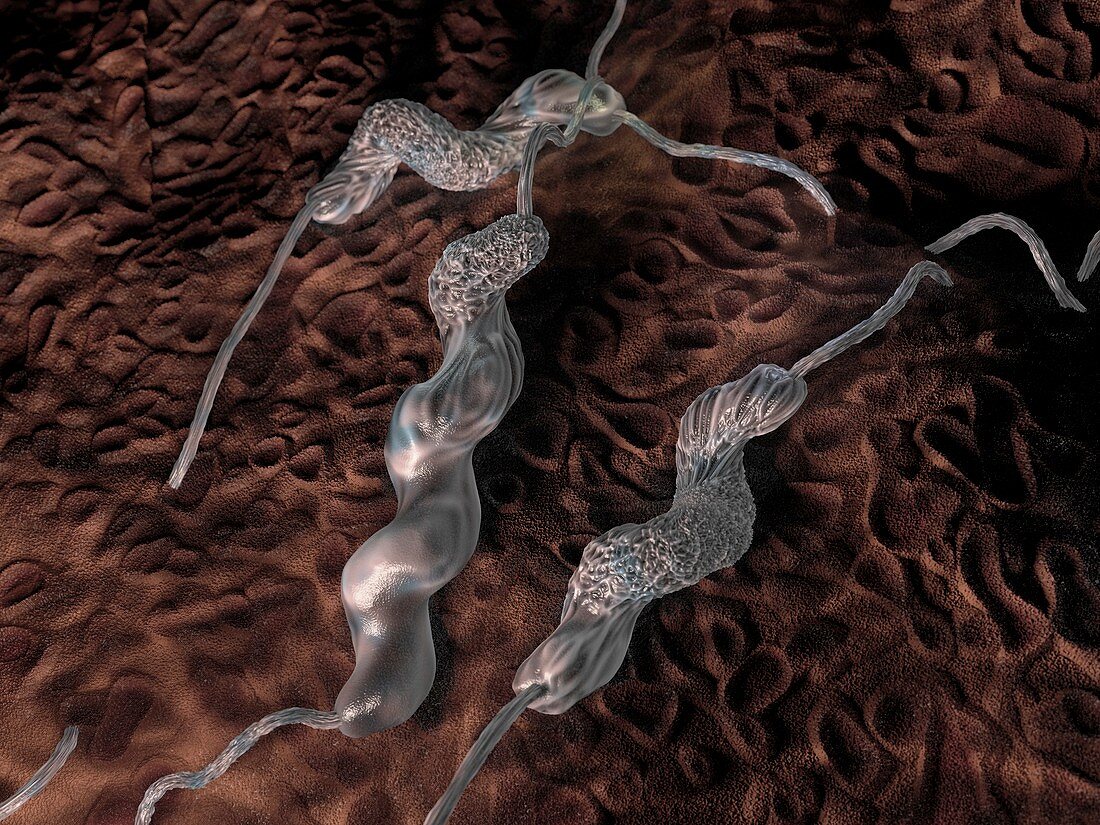 Campylobacter jejuni bacteria,artwork