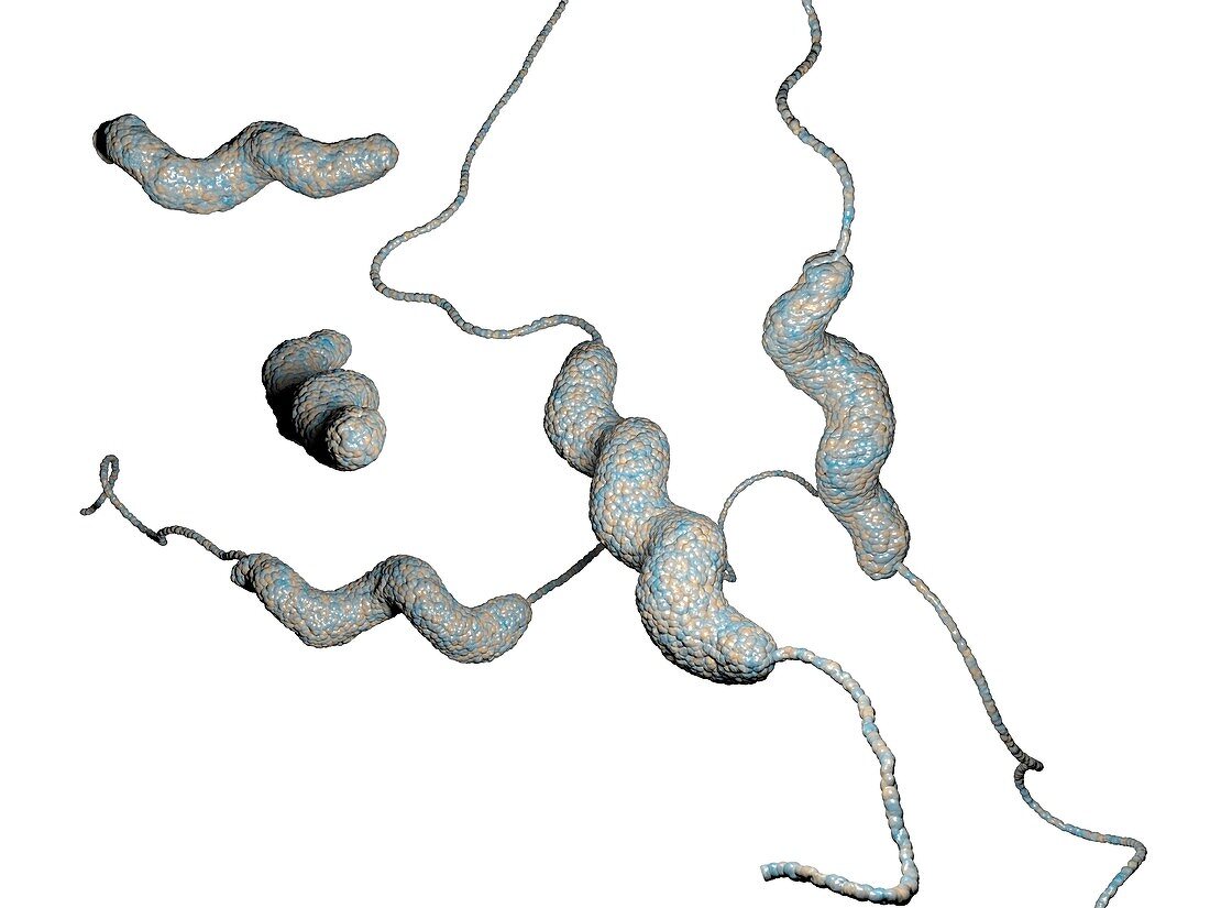 Campylobacter jejuni bacteria,artwork