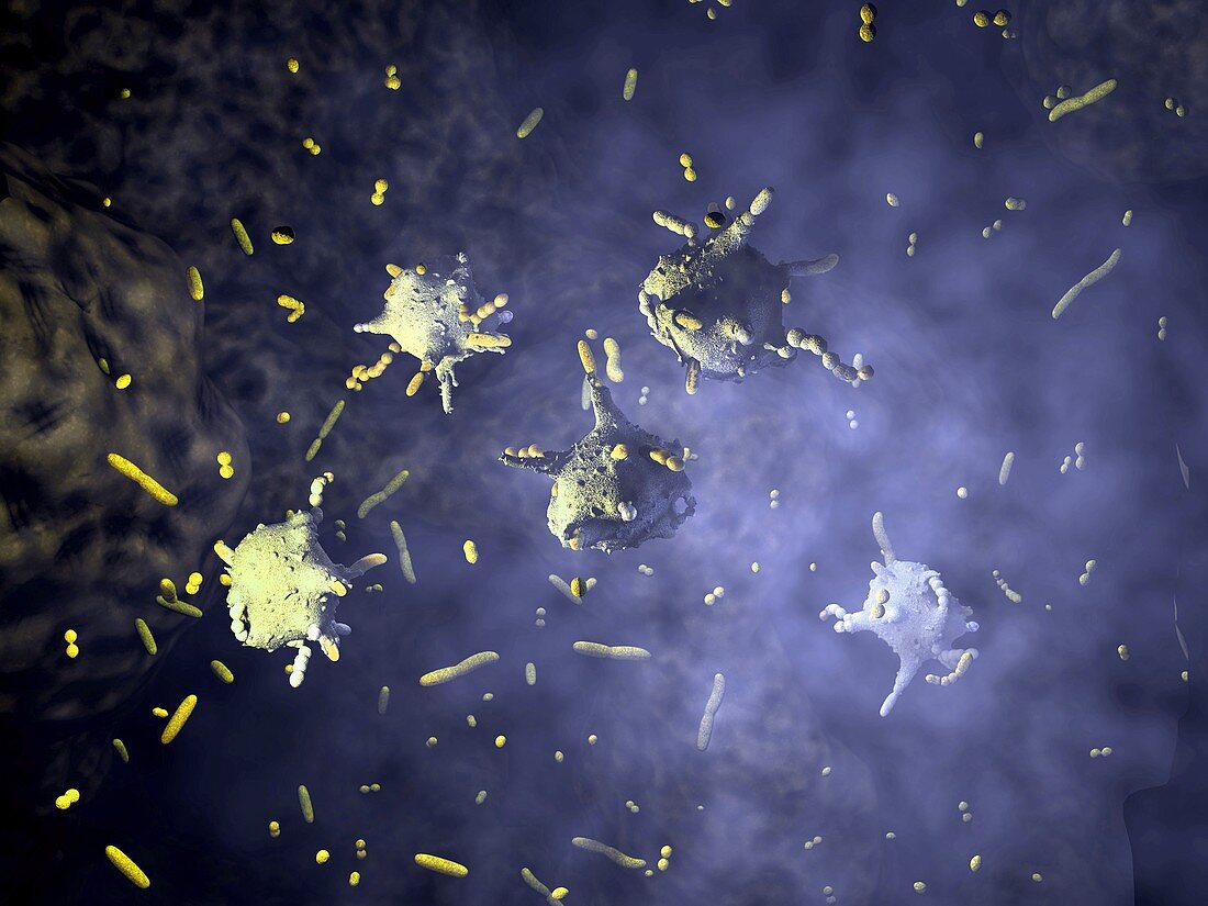 Macrophages attacking bacteria,artwork