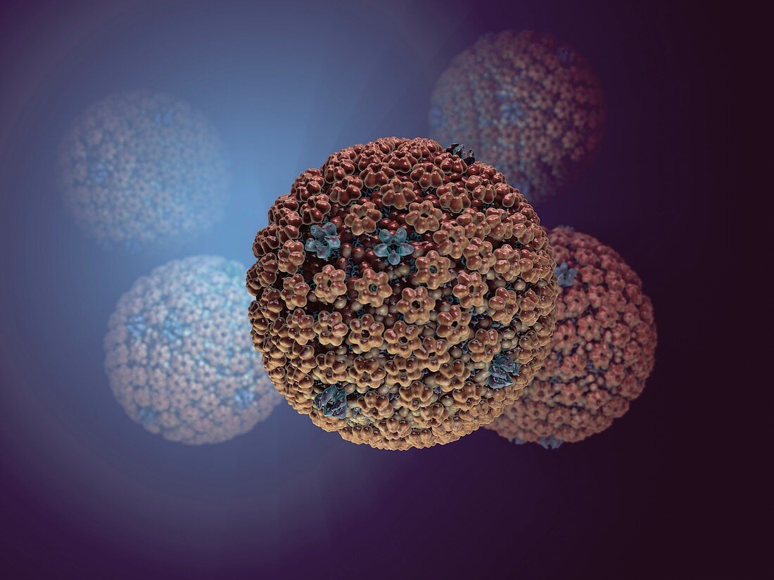 Herpes simplex virus,artwork