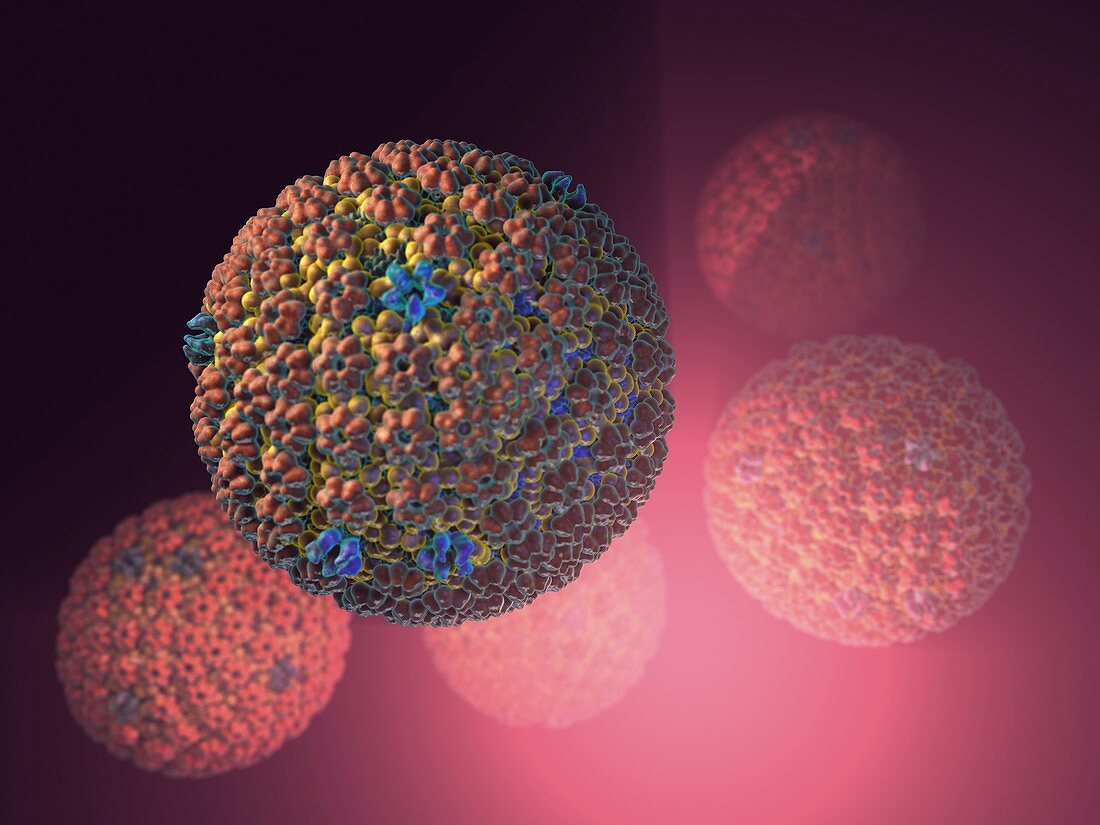 Herpes simplex virus,artwork