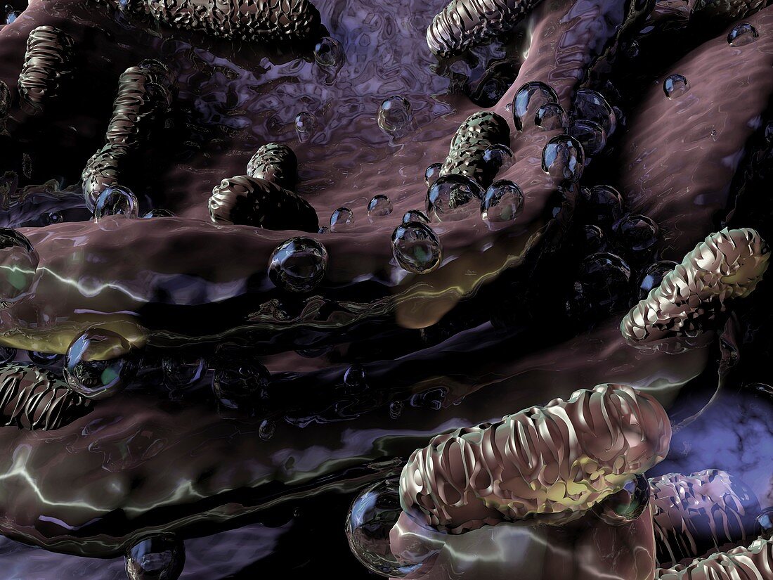Klebsiella oxytoca bacteria,artwork