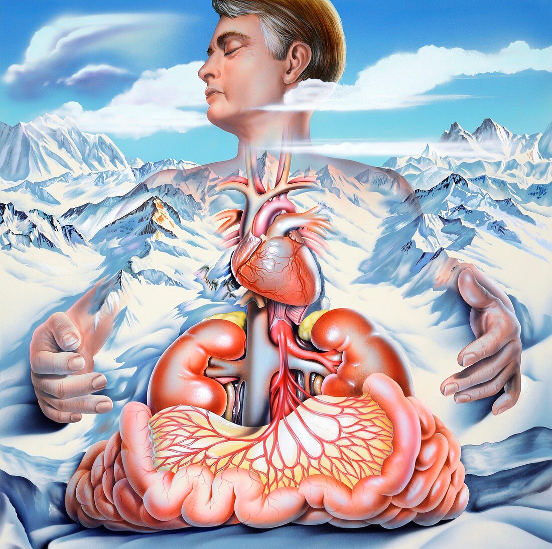 Sceptic shock and organ failure,artwork