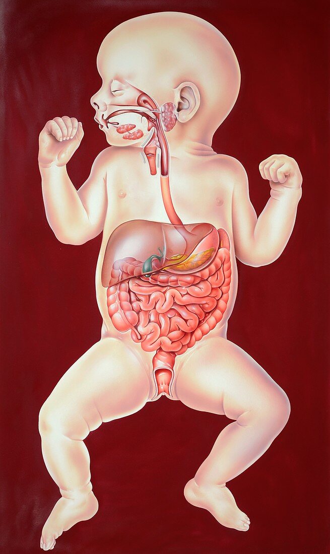 Newborn baby's digestive system,artwork