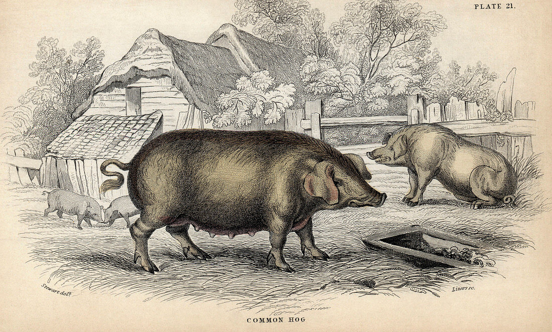 Common hog,19th-century artwork