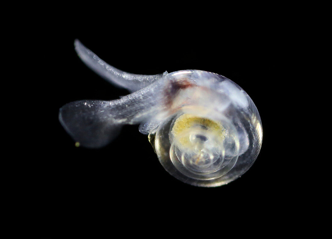Free-swimming sea snail