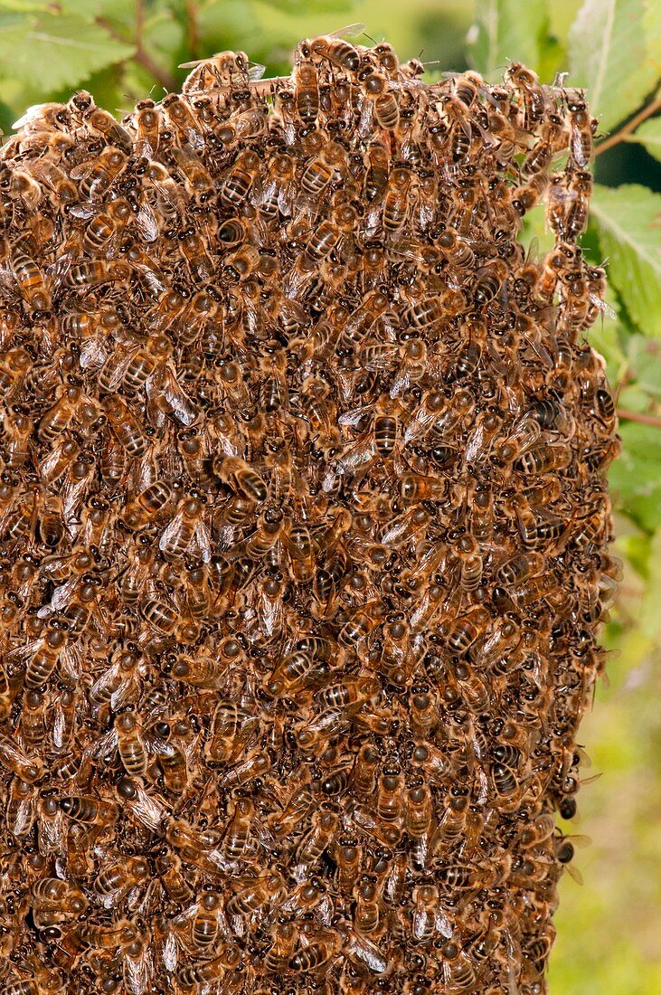 Swarm of honey bees