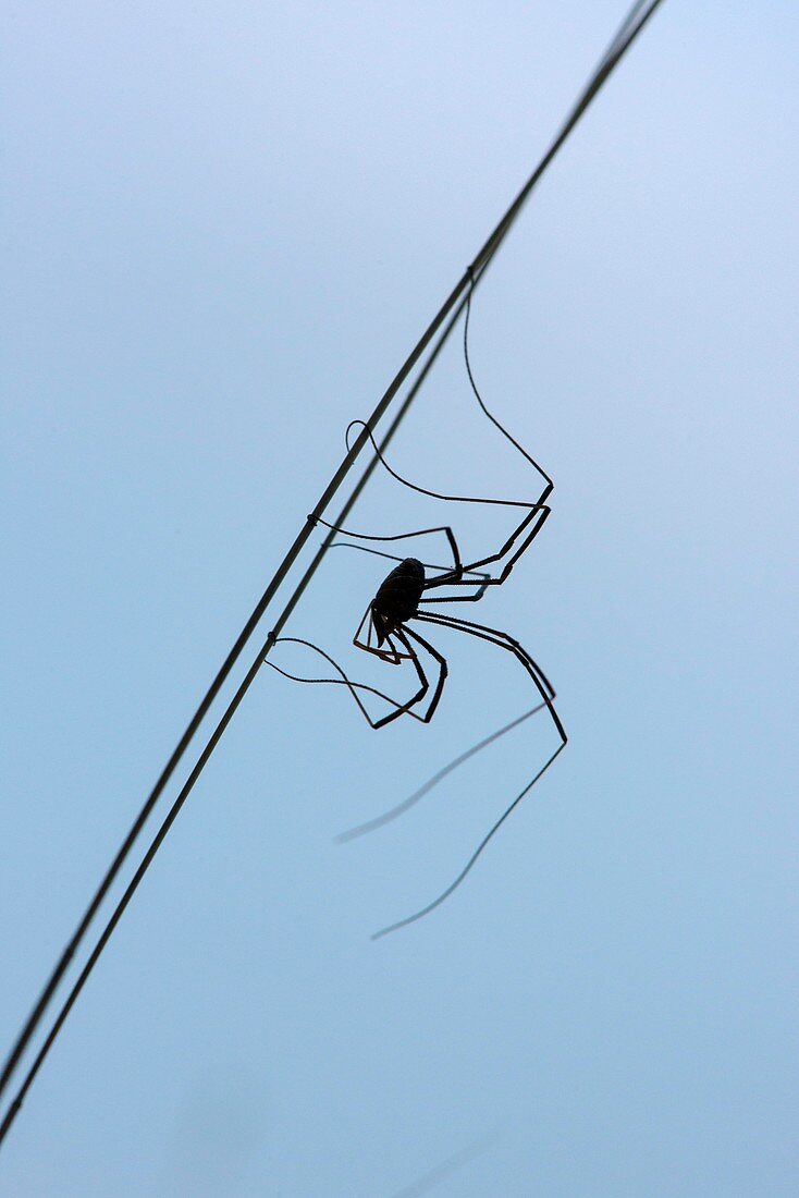 Harvestman on a grass blade