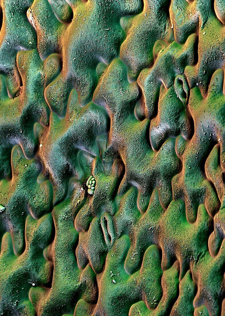 Nasturtium leaf surface,SEM