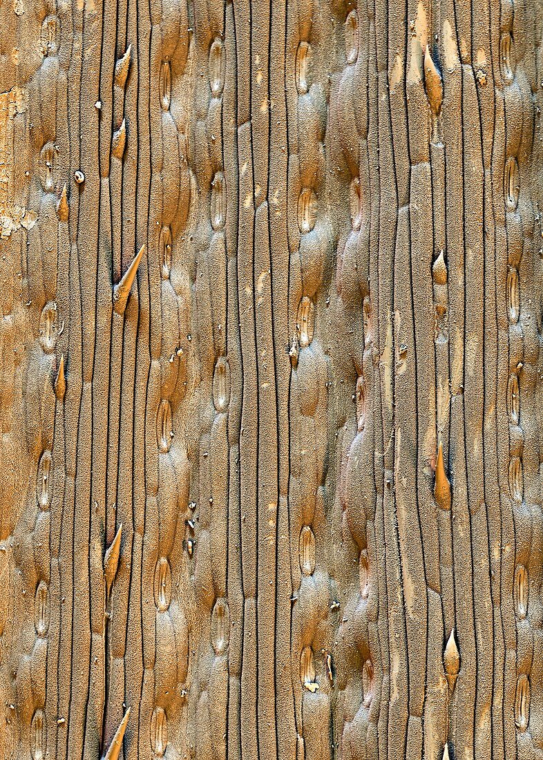 Wheat leaf surface,SEM