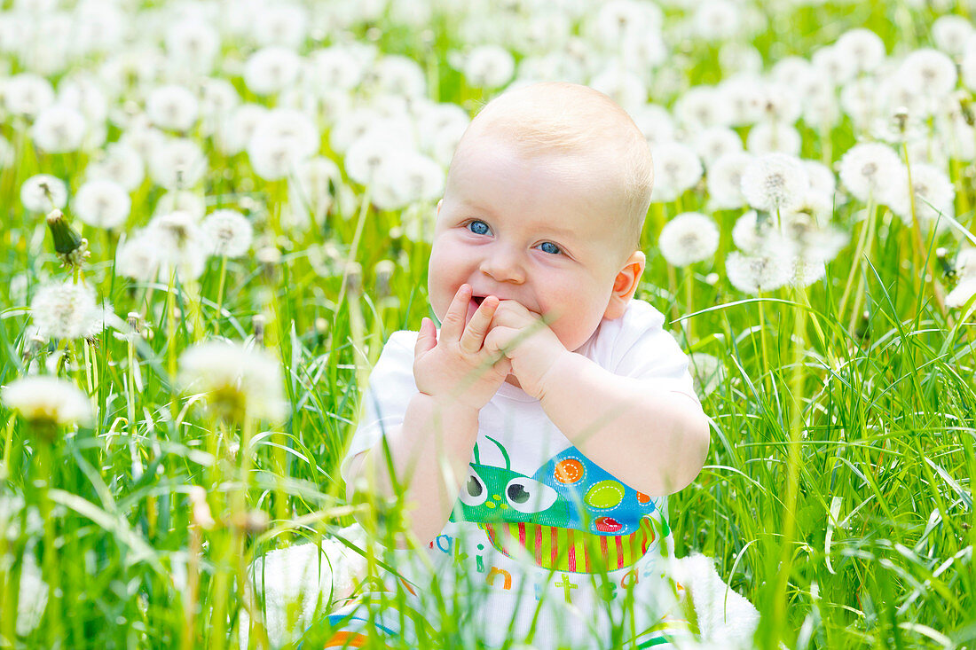Baby boy with dandelions
