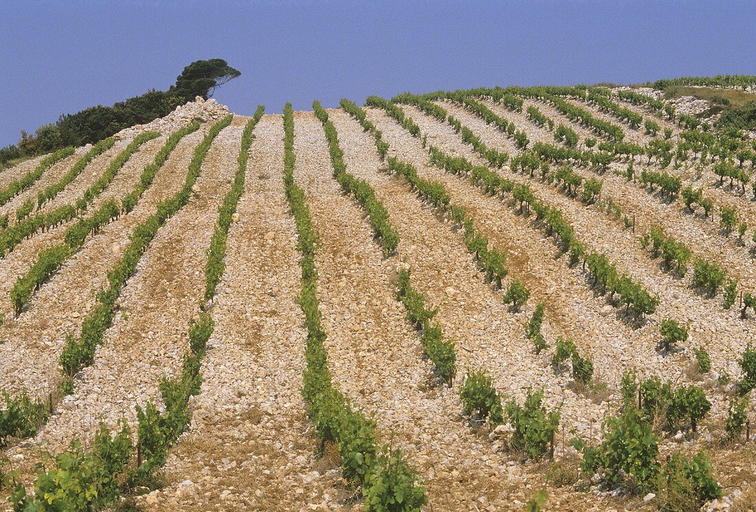 Breite Rebzeilen auf dem steinigen Grund der Provence