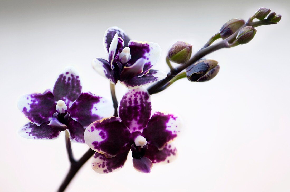 Doritaenopsis Sogo Chabstic orchid