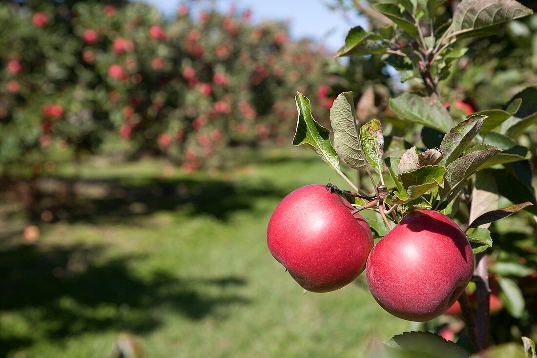 Ripe apples in a orchard