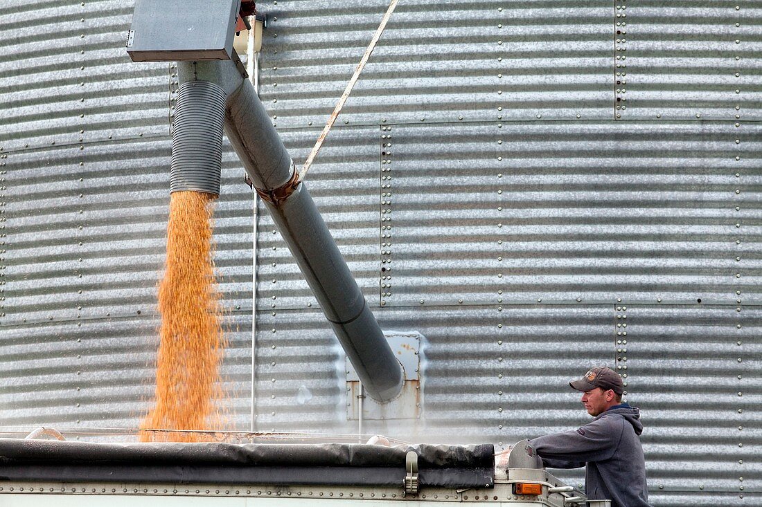 Loading grain from a silo