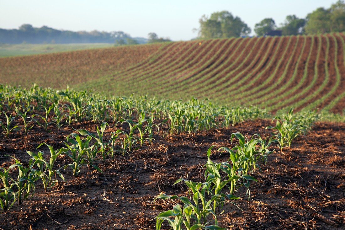 Field of maize,Indiana,USA