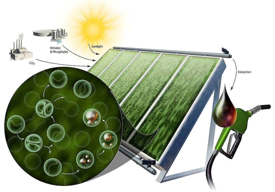 Biofuel from algae,illustration