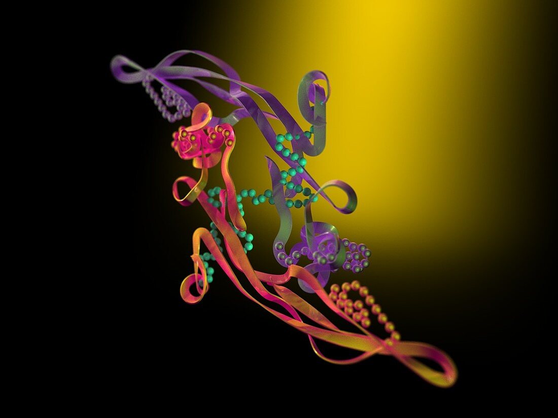 TGF-beta1,molecular model