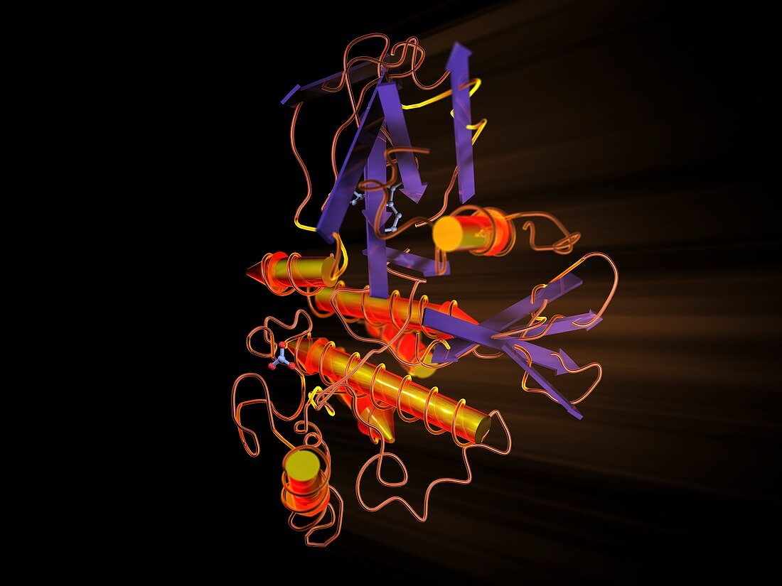 TGF-beta2,molecular model