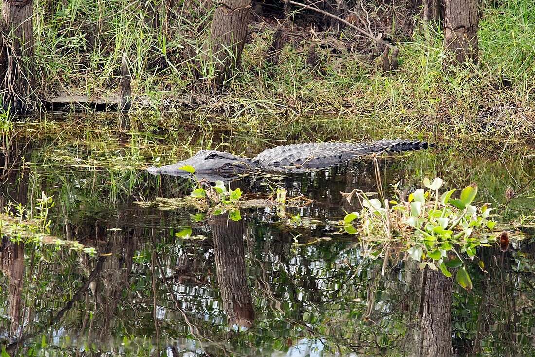 Alligator in swamp,Louisiana,USA