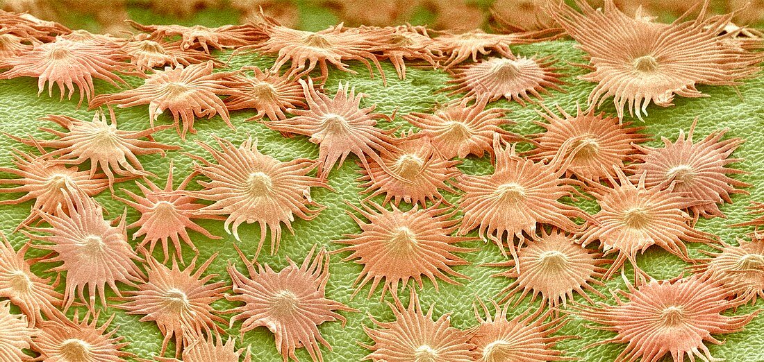 Oleaster leaf trichomes,SEM