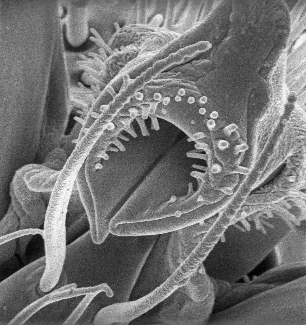 Black garden ant,SEM