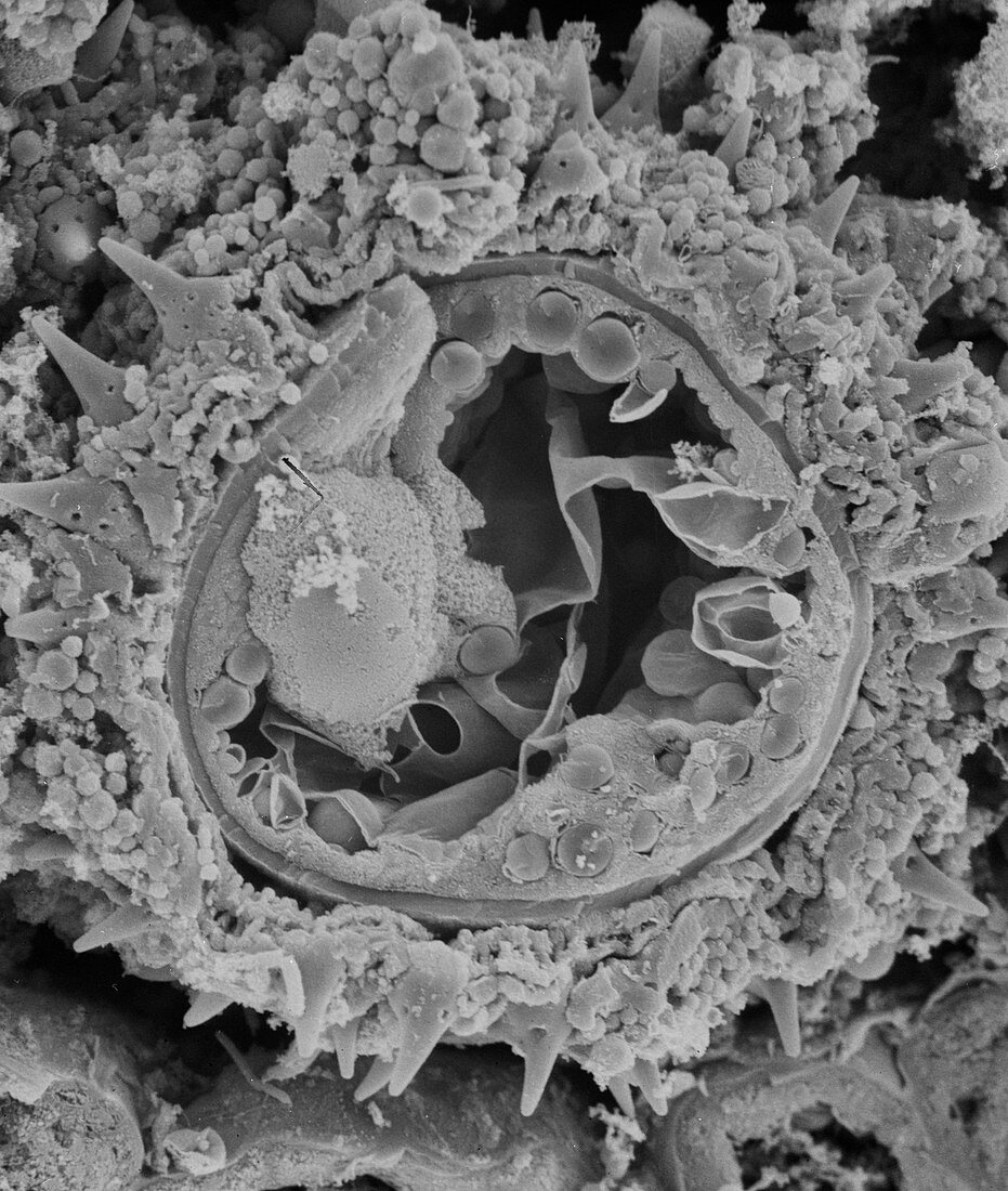 Fractured pollen grain,SEM