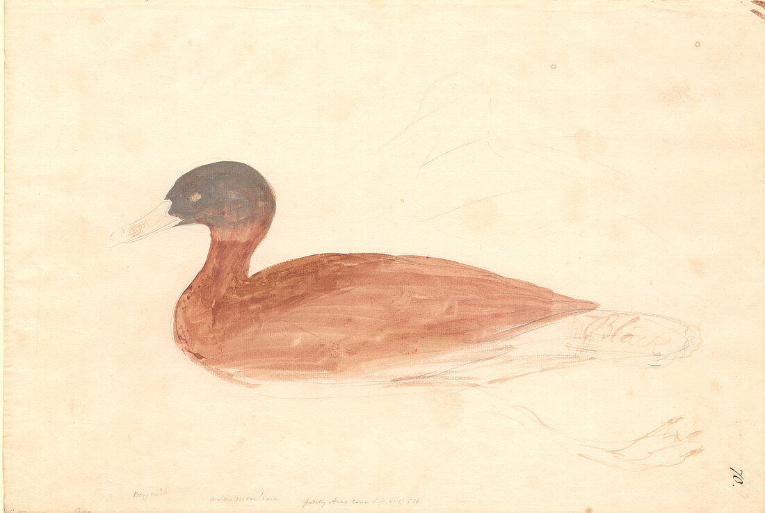 South African shelduck,illustration