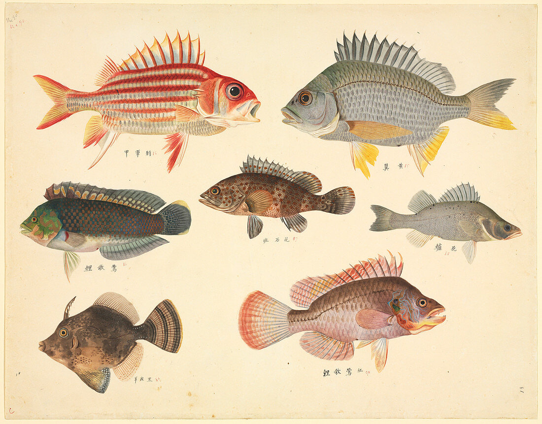 Plate 110: John Reeves Collection