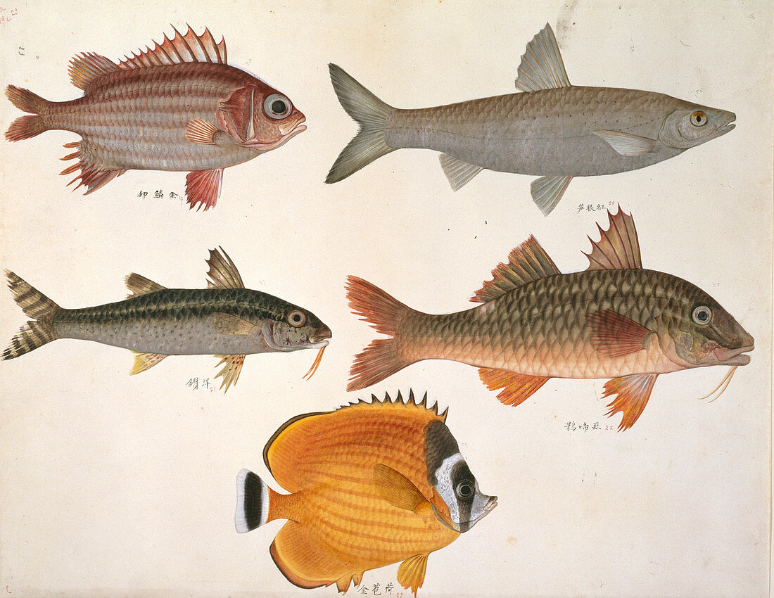 Plate 113: John Reeves Collection